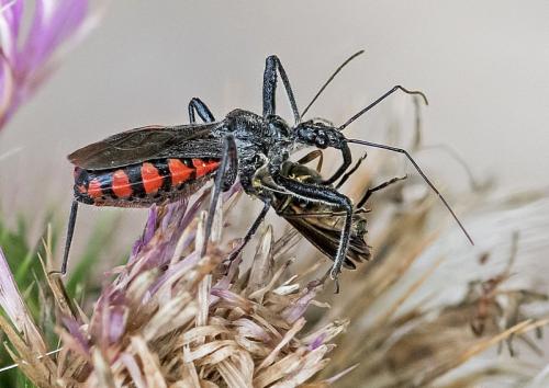 Sphedanolestes sp.